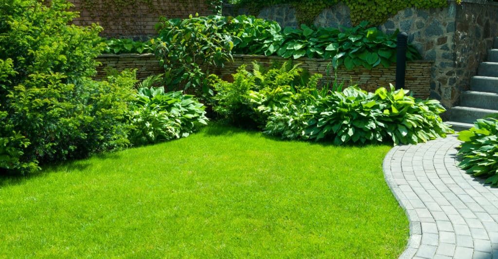 Pelouse verte et plantes luxuriantes (hostas, fougères) dans un jardin paysager avec mur de pierre et chemin pavé.