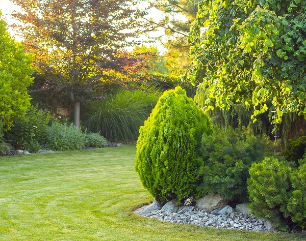 Jardin verdoyant et ensoleillé, avec pelouse verte impeccable, arbres luxuriants, arbustes variés et roches.