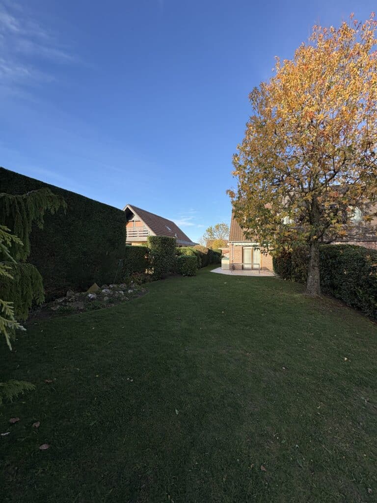 Jardin résidentiel d'automne: pelouse verte, haie dense, et grand arbre aux feuilles jaunes vives devant deux maisons sous ciel bleu.